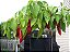 Pimenta Big Jim Numex: 20 Sementes - Imagem 3