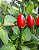 Pimenta Cumari Verdadeira (Pimenta Passarinho): 5 Sementes - Imagem 4