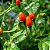 Pimenta Cumari Verdadeira (Pimenta Passarinho): 5 Sementes - Imagem 1