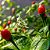 Pimenta Cumari Verdadeira (Pimenta Passarinho): 5 Sementes - Imagem 2