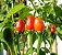 Pimenta Cumari Verdadeira (Pimenta Passarinho): 5 Sementes - Imagem 3