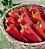 Pimenta Doce Italiana: 20 Sementes - Imagem 4