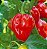 Pimenta Red Habanero: 40 Sementes - Imagem 5