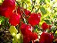 Pimenta Red Habanero: 40 Sementes - Imagem 3