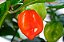 Pimenta Red Habanero: 40 Sementes - Imagem 4