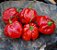 Pimenta Red Habanero: 40 Sementes - Imagem 1