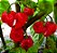 Pimenta Red Habanero: 40 Sementes - Imagem 2
