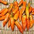 Pimenta Aji Amarela: 20 Sementes - Imagem 1