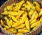 Pimenta Aji Amarela: 20 Sementes - Imagem 4