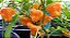 Pimenta Jamaican Yellow (Scotch Bonnet): 10 Sementes - Imagem 4