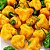 Pimenta Jamaican Yellow (Scotch Bonnet): 10 Sementes - Imagem 1