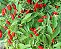 Pimenta Malaguetinha: 20 Sementes - Imagem 3