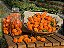 Pimenta Orange Habanero: 20 Sementes - Imagem 3