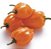 Pimenta Orange Habanero: 20 Sementes - Imagem 4