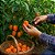 Pimenta Orange Habanero: 20 Sementes - Imagem 1