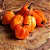Pimenta Orange Habanero: 20 Sementes - Imagem 2