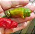 Pimenta Peter Pepper: 10 Sementes - Imagem 2