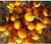 Pimenta Luna: 40 Sementes - Imagem 3