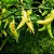 Pimenta Murupi: 10 Sementes - Imagem 1