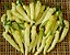 Pimenta Murupi: 10 Sementes - Imagem 4