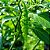 Pimenta Murupi: 10 Sementes - Imagem 2
