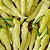 Pimenta Murupi: 10 Sementes - Imagem 5