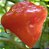 Pimenta Piãozinho: 20 Sementes - Imagem 3