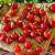 Pimenta Piãozinho: 20 Sementes - Imagem 1