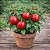 Pimenta Rocoto Peruana: 5 Sementes - Imagem 1