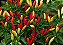 Pimenta Tabasco: 20 Sementes - Imagem 1
