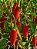Pimenta Vulcão: 20 Sementes - Imagem 4