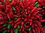 Pimenta Vulcão: 20 Sementes - Imagem 2