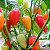 Pimenta Santa Fé Grande: 20 Sementes - Imagem 3