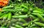 Pimenta Serrano: 10 Sementes - Imagem 5