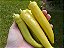 Pimenta Banana Pepper: 20 Sementes - Imagem 1