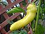 Pimenta Banana Pepper: 20 Sementes - Imagem 3