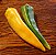 Pimenta Amarela Comprida: 40 Sementes - Imagem 4