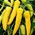 Pimenta Amarela Comprida: 40 Sementes - Imagem 1
