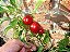 Pimenta Satan's Kiss (Ciliegia Picante): 10 Sementes - Imagem 5
