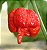 Pimenta Trinidad Scorpion: 10 Sementes (Pimenta Nuclear) - Imagem 1