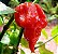 Pimenta Trinidad Scorpion: 10 Sementes (Pimenta Nuclear) - Imagem 4