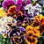 Amor Perfeito Crespo Sortido - Viola tricolor: 15 Sementes - Imagem 1