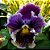 Amor Perfeito Crespo Sortido - Viola tricolor: 15 Sementes - Imagem 5