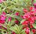Beijo de Frade Dobrado Sortido - Impatiens balsamina: 20 Sementes - Imagem 5