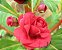 Beijo de Frade Dobrado Sortido - Impatiens balsamina: 20 Sementes - Imagem 2