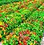 Capuchinha Anã Sortida -Tropaeolum majus: 10 Sementes - Imagem 2