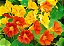 Capuchinha Anã Sortida -Tropaeolum majus: 10 Sementes - Imagem 5