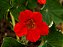 Capuchinha Anã Sortida -Tropaeolum majus: 10 Sementes - Imagem 4