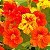 Capuchinha Anã Sortida -Tropaeolum majus: 10 Sementes - Imagem 1