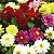 Dália Dobrada Sortida - Dahlia pinnata - 15 Sementes - Imagem 2